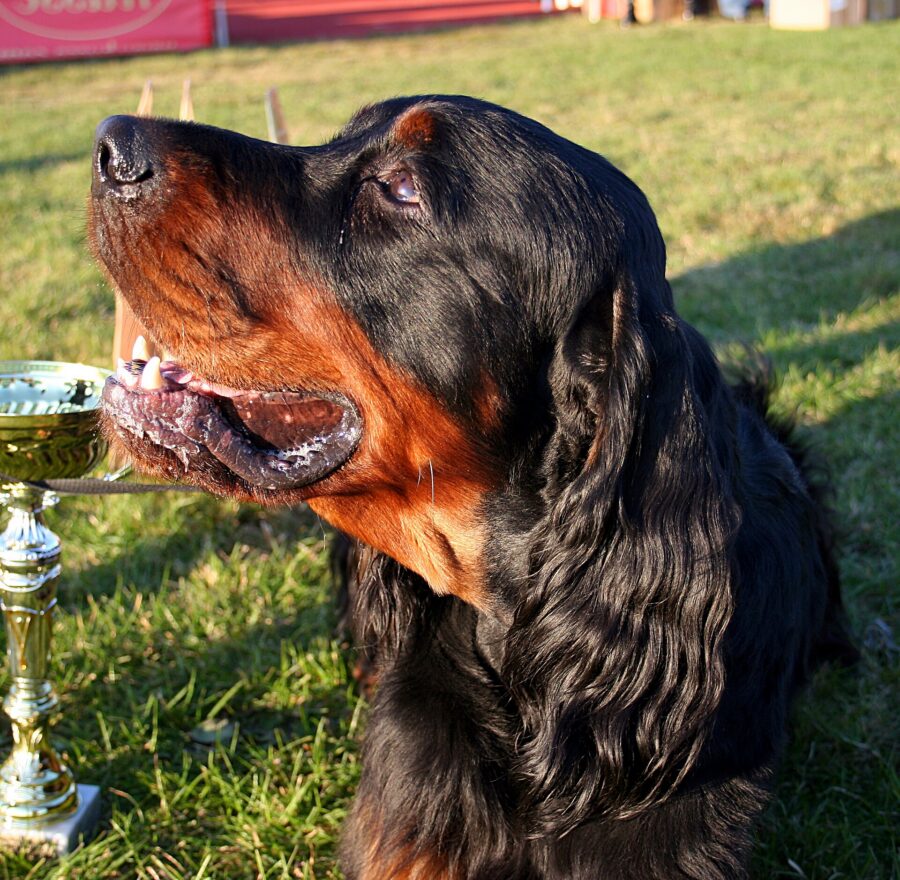 Setter Gordon o setter escocés: historia, carácter y cuidados 4 Cabeza de un setter Gordon negro y fuego con las orejas largas y sedosas