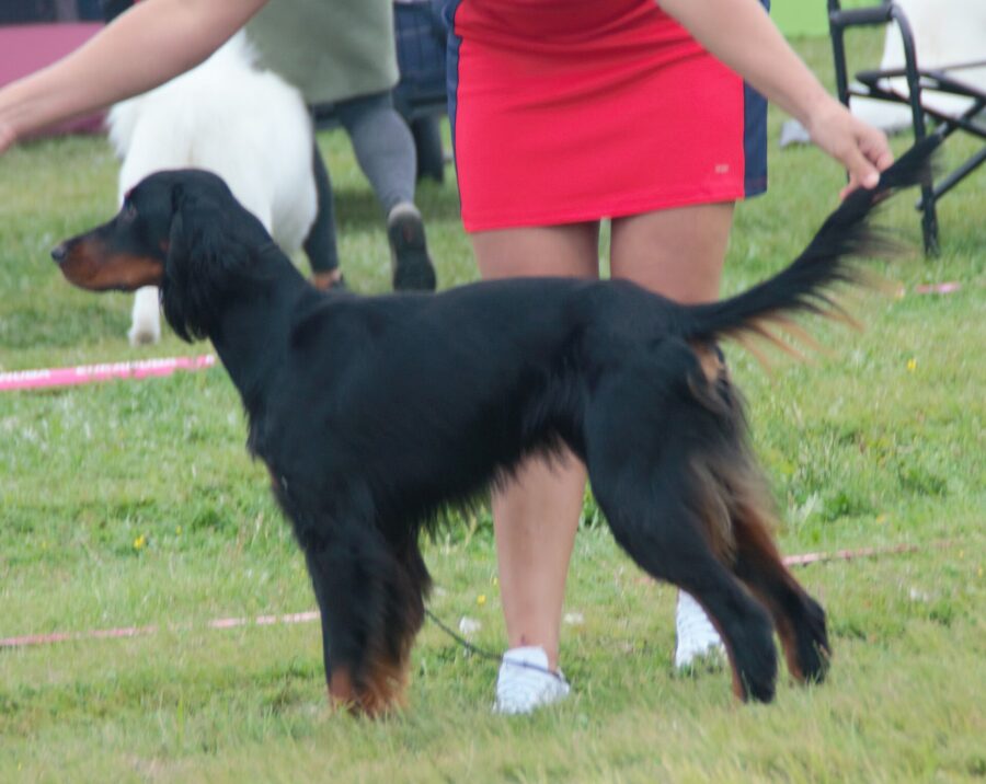 Setter Gordon o setter escocés: historia, carácter y cuidados 3 Setter Gordon negro y fuego de perfil en una exposición, sobre el césped