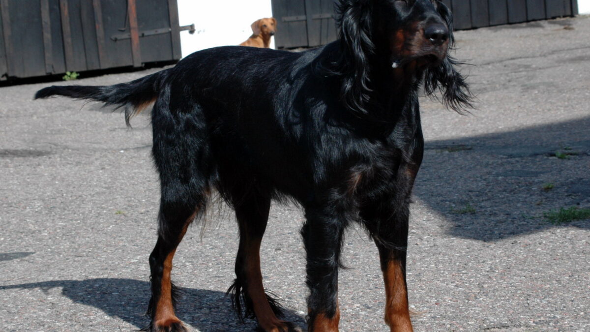 Setter Gordon o setter escocés: historia, carácter y cuidados 1 Setter Gordon negro y fuego de pie sobre el asfalto, con los flecos largos
