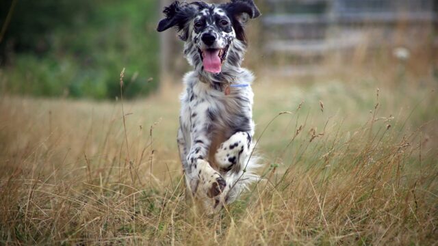 Setter inglés blanco y negro corriendo por la hierba alta hacia la cámara