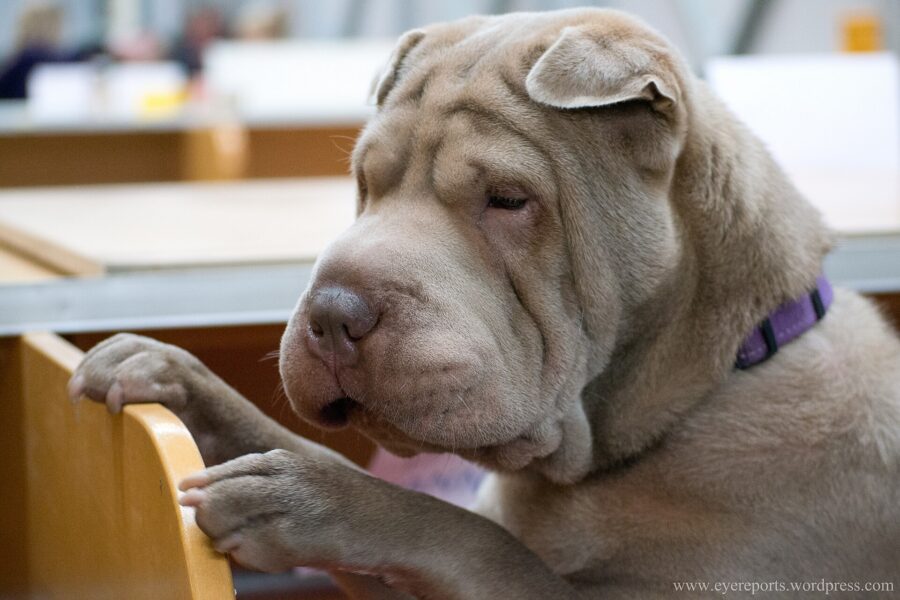 Shar pei: historia, tamaño, cuánto vive y cuidados 3 Shar pei de color crema apoyado en una silla, con arrugas en la cara y orejas pequeñas
