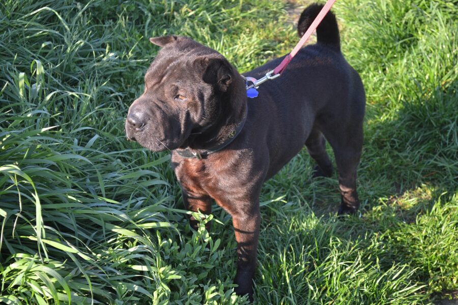 Shar pei: historia, tamaño, cuánto vive y cuidados 2 Shar pei adulto de color oscuro de pie sobre el pasto, con arrugas en la cabeza y la cruz
