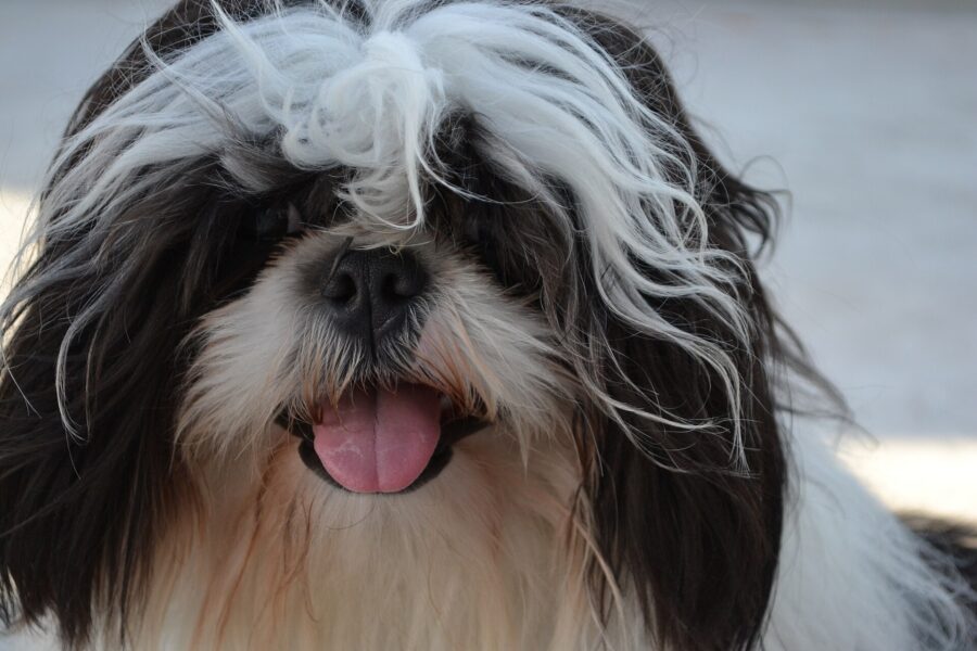 Razas de perros pequeños: 35 razas con su tamaño, carácter y cuidados 7 Cara de un shih tzu blanco y negro con el pelo largo abierto alrededor del hocico