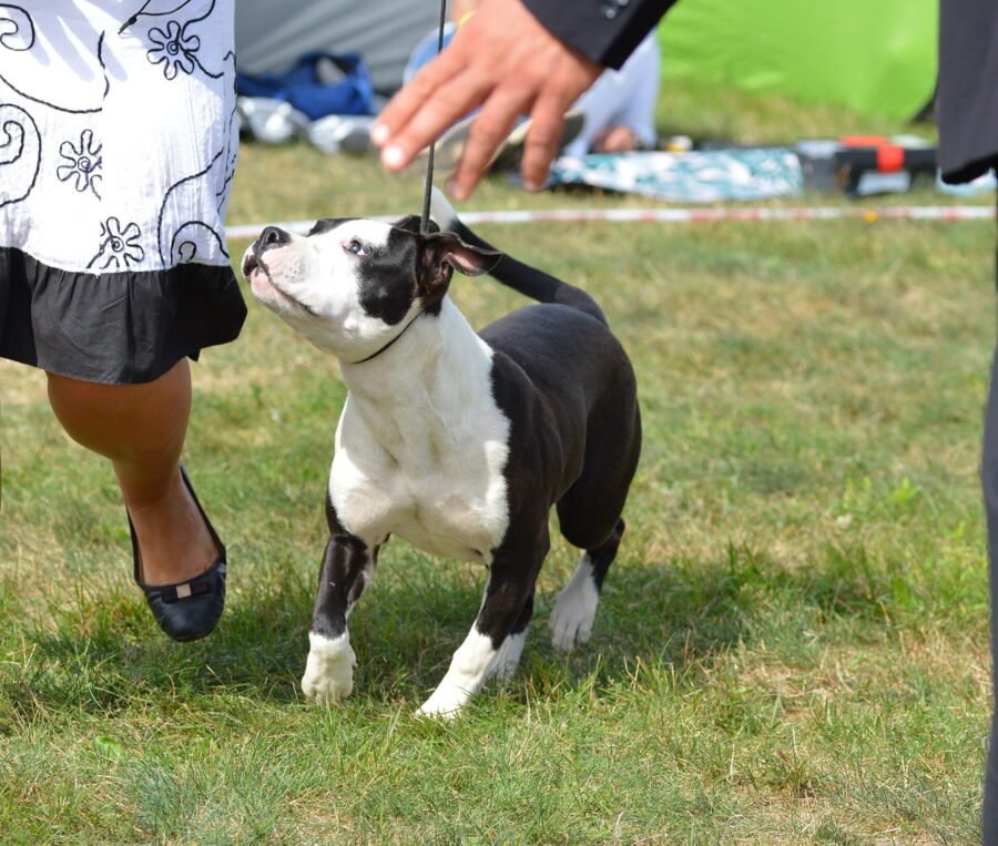 Staffordshire bull terrier: historia, carácter y cuidados 2 Staffordshire bull terrier negro y blanco de pie en una exposición canina