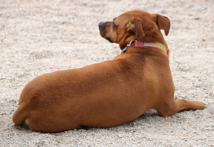 Staffordshire bull terrier: historia, carácter y cuidados 3 Staffordshire bull terrier de color rojo echado sobre la arena, de perfil