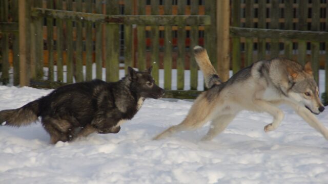 Dos perros tamaskan de aspecto lobuno corriendo y jugando sobre la nieve