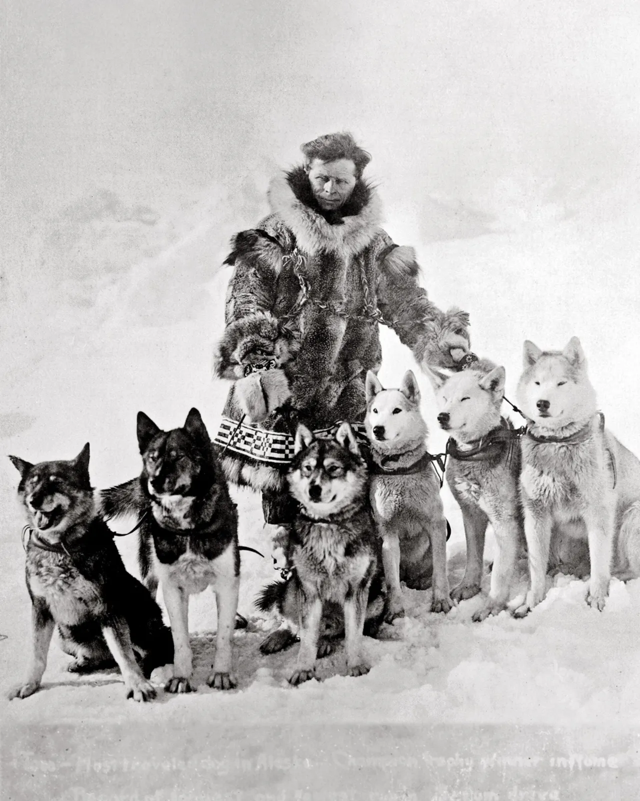 Un perro de 12 años corrió 420 km contra una epidemia en Alaska, y la estatua fue para otro 3 Fotografía de época en blanco y negro de Leonhard Seppala con seis de sus perros de trineo con arnés