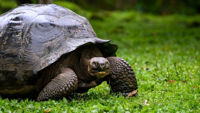 Tortuga gigante de Galápagos caminando sobre la hierba verde