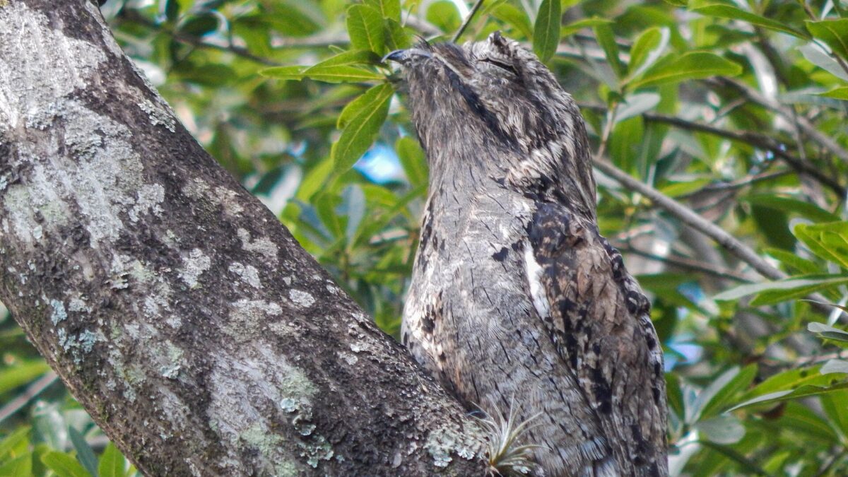 Urutaú posado inmóvil junto a un tronco, con el plumaje gris y pardo confundido con la corteza