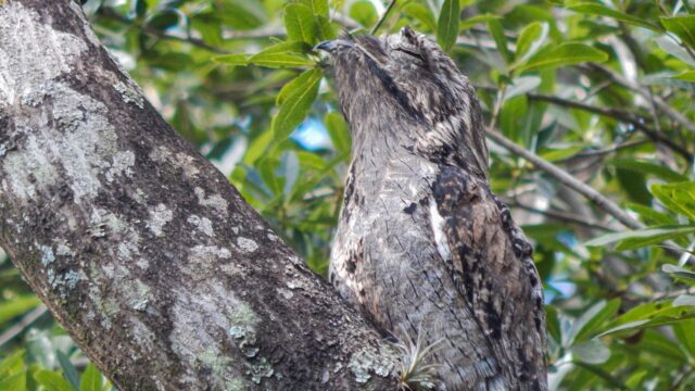 Urutaú posado inmóvil junto a un tronco, con el plumaje gris y pardo confundido con la corteza