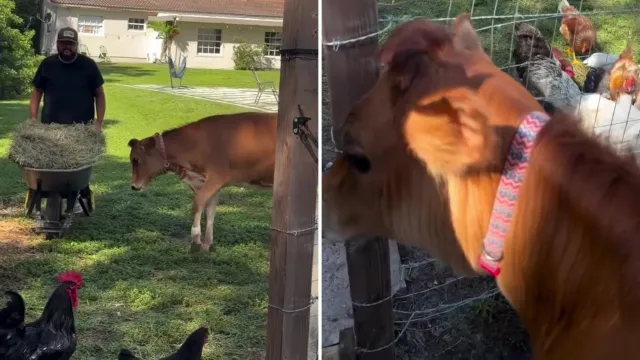 Él nunca quiso una vaca. Ella lo eligió de todos modos