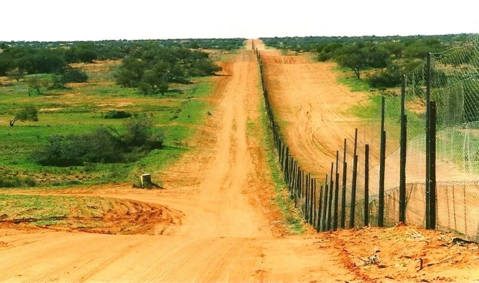La valla dingo: 3.245 canguros avistados de un lado de la cerca y solo 8 del otro 3 La valla dingo, una cerca de alambre recta, cruza un terreno llano del Parque Nacional Sturt hasta el horizonte