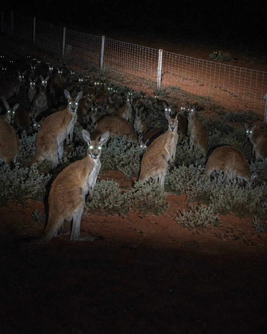 La valla dingo: 3.245 canguros avistados de un lado de la cerca y solo 8 del otro 4 De noche, el haz de un foco de mano ilumina la arena del desierto australiano y arbustos bajos, con un grupo numeroso de canguros dentro de la luz