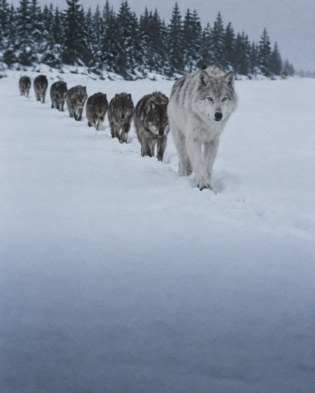 El Viejo Gris, el lobo forastero que cambió la sangre de una isla de parientes 3 Manada de lobos que avanza en fila por la orilla nevada y congelada de una isla boscosa