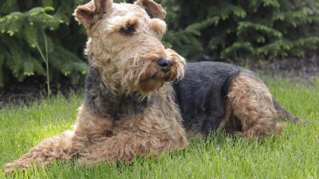 Welsh terrier negro y fuego echado sobre el pasto