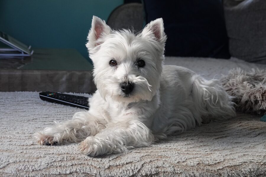 Razas de perros pequeños: 35 razas con su tamaño, carácter y cuidados 9 West highland white terrier blanco echado sobre una alfombra