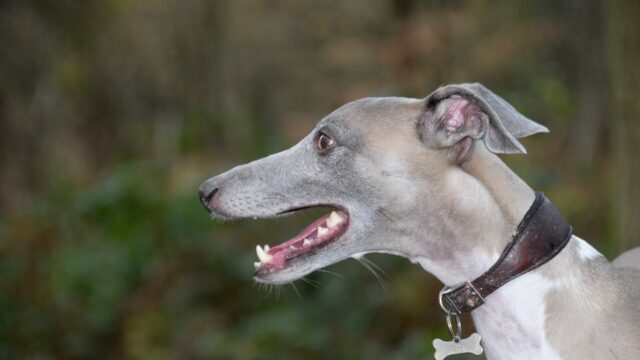 Cabeza de un whippet gris y blanco de perfil, con la boca abierta y collar de cuero