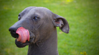 xoloitzcuintle razas de perros mexicanos