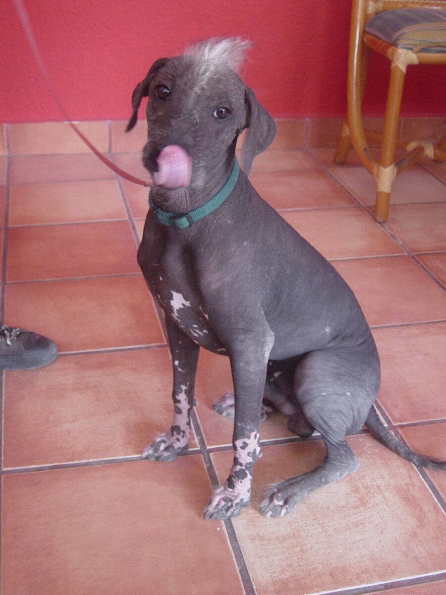 Razas de perros mexicanos: las tres reconocidas y los perros que no lo son 4 Xoloitzcuintle sin pelo sentado, con collar verde