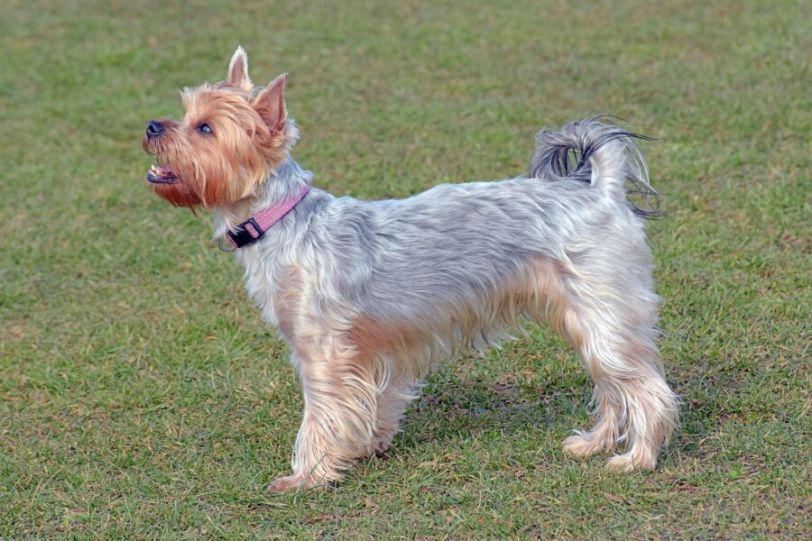Razas de perros pequeños: 35 razas con su tamaño, carácter y cuidados 3 Yorkshire terrier de perfil sobre el pasto, con el pelo recortado