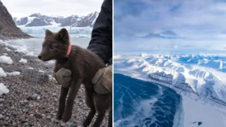 zorra artica svalbard canada hielo marino hero