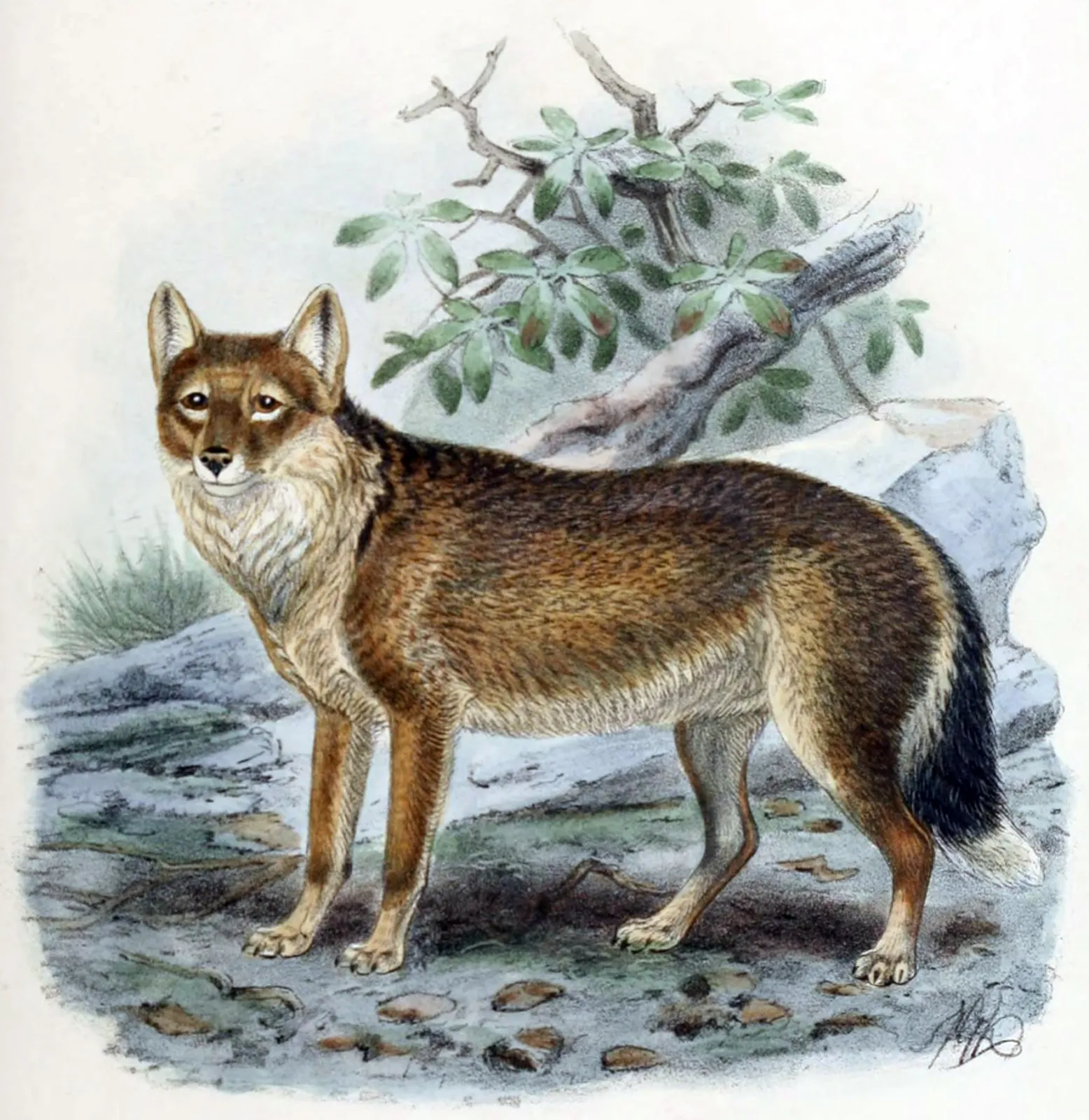 El zorro de las Malvinas no huía de los humanos, y Darwin escribió una profecía sobre él 3 Ilustración naturalista de época que representa al warrah, el cánido nativo de las islas Malvinas