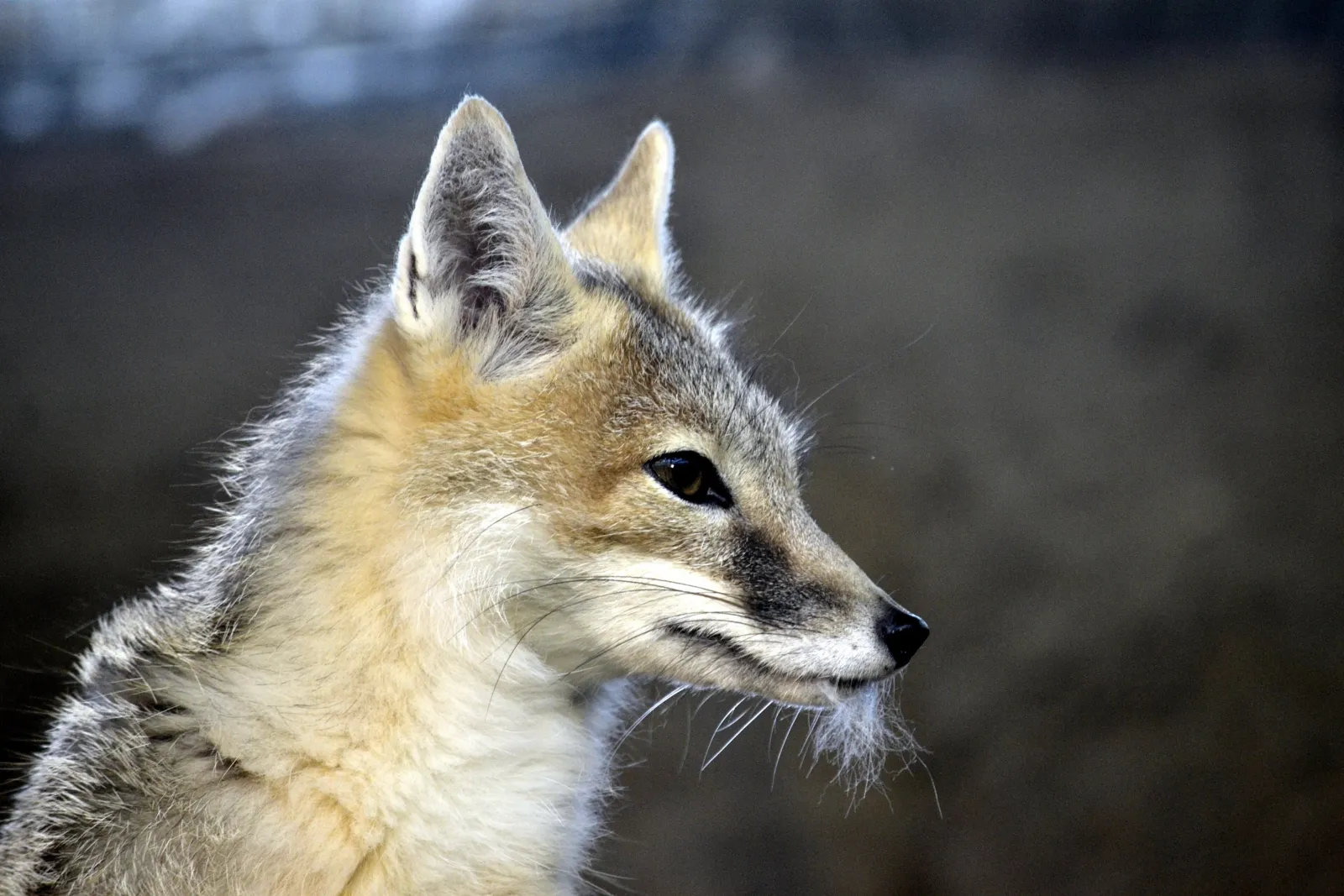 Un zorro veloz (Vulpes velox)
