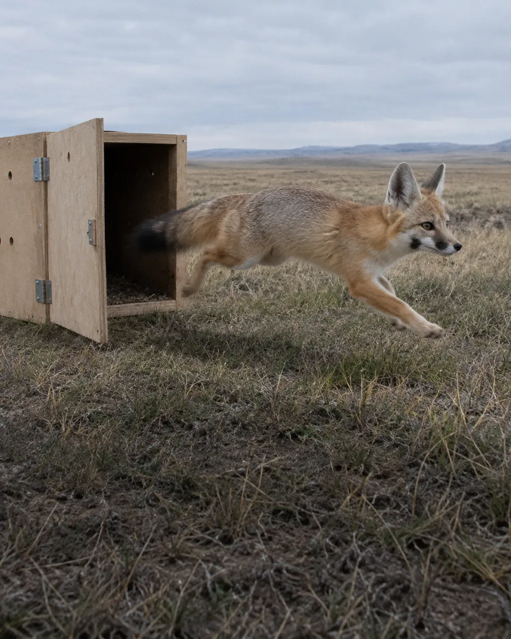 Caja de transporte de madera contrachapada, del tamaño de un transportín para gatos, sobre la hierba corta y seca de una pradera, vista a ras de suelo en el instante de una suelta